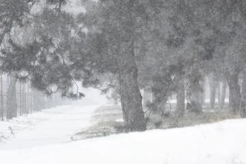 Tree branch in winter Stock Photos
