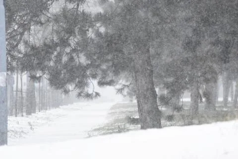 Tree branch in winter Stock Photos