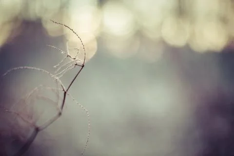 Tree branch in winter Stock Photos