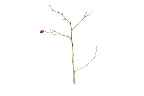 Tree branch without leaves isolated on white background Stock Photos