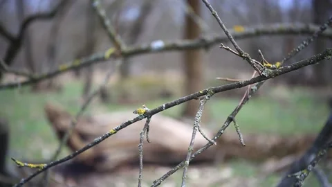 Tree branch without leaves in a spring forest Stock Footage 152383452