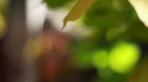 Tree branch with yellow leaves 스톡 동영상 12290872