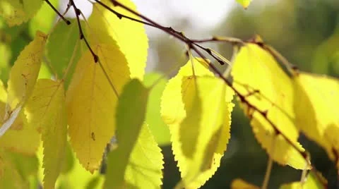 Tree branch with yellow leaves Stock Footage 12291884