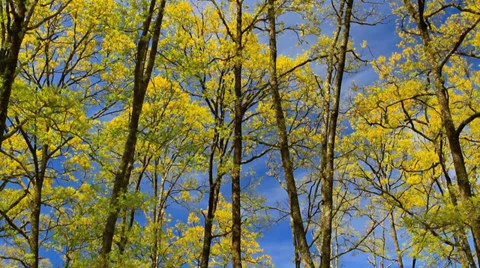 A tree branch with young green leaves with blue sky in the background. Stock Footage 34900809