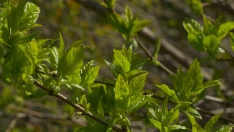 Tree Branch With Young Leaves In Spring Video stock 78619236