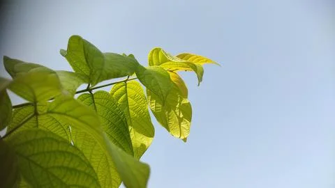 Tree branche leaves with copy space blue sky Stock Photos