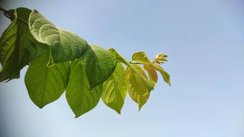 Tree branche leaves with copy space blue sky Stock Photos