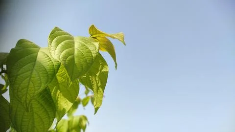 Tree branche leaves with copy space blue sky Stock Photos