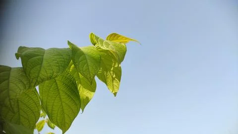 Tree branche leaves with copy space blue sky Stock Photos