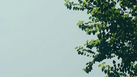 Tree Branche Leaves With Sky Background (Low angle). Video stock 78492152