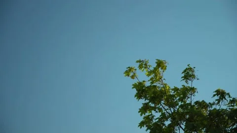 Tree branche in the sky Stock Footage 131401398