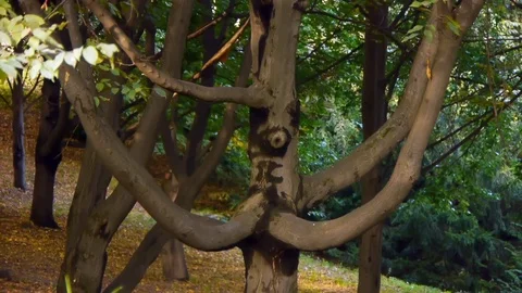 A tree with a branched trunk, a tree in the forest Stock Footage 83100036