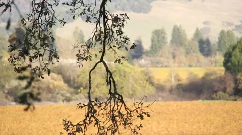 Tree Branches 0871 Video stock 940094