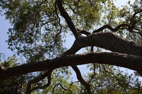 Tree branches 1 스톡 사진