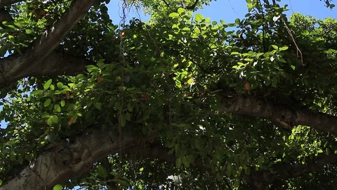 Tree Branches 2 Stock Footage 105252180