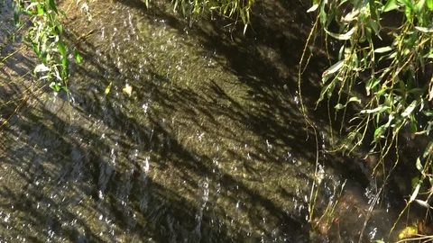 Tree branches above water river Video stock 80807223