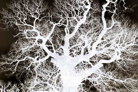 Tree Branches - Abstract Stock Photos