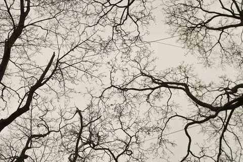 Tree branches, abstraction. Stock Photos