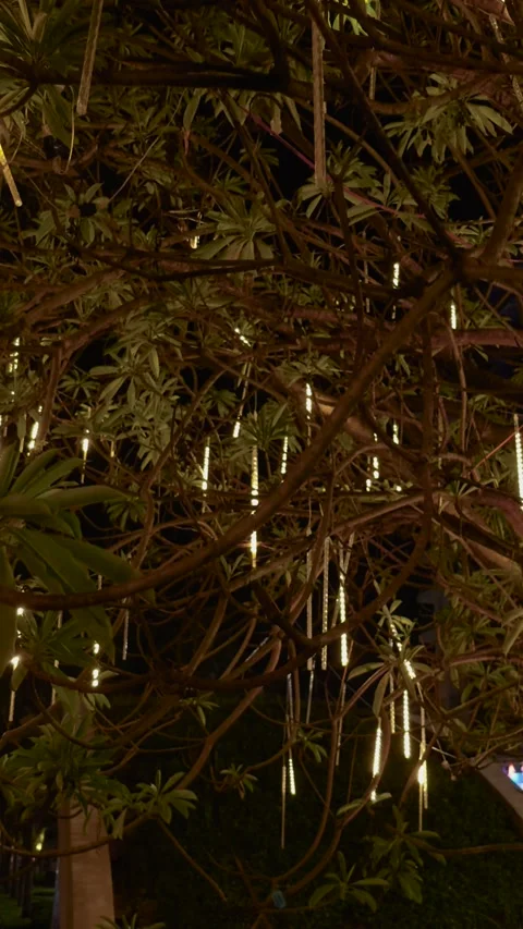 Tree branches adorned with multiple glowing meteor shower style lights, creating Stock Footage 341861481
