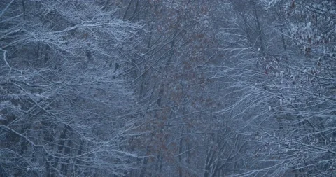 Tree branches after new snow Stock Footage 238796538