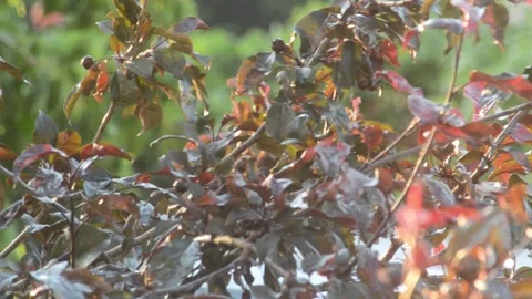Tree branches after rain. rain drop Video stock 133640568