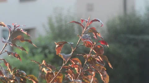 Tree branches after rain. the sun is setting Stock Footage 133635460