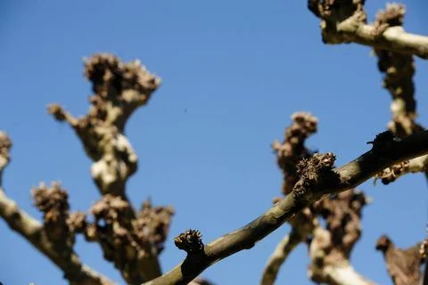 Tree branches after tree pruning, clear blue sky in the back Tree cut, par... 스톡 사진