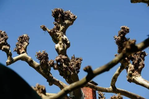 Tree branches after tree pruning, clear blue sky in the back Tree cut, par... 스톡 사진