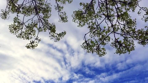 Tree branches against the background of blue sky and white clouds Stock Footage 75306125