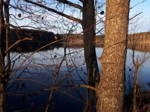 Tree branches against the background of blue water Stock Photos
