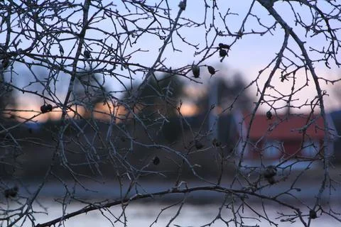 Tree branches against the background of the building - Fornebu Stock Photos