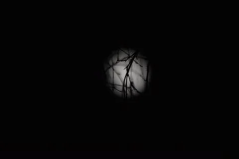 Tree branches against the background of the full moon Stock Photos
