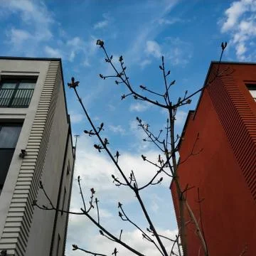Tree branches against the background of modern residential buildings and the Stock Photos