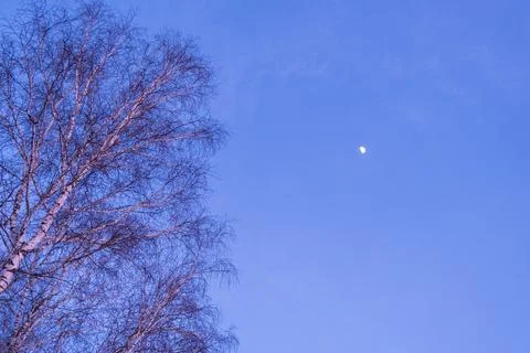 Tree branches against the background of the night sky with the moon. Stock Photos
