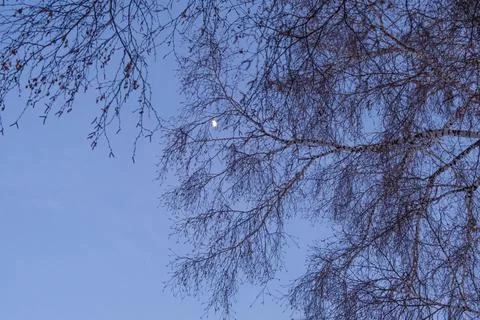 Tree branches against the background of the night sky with the moon. Stock Photos