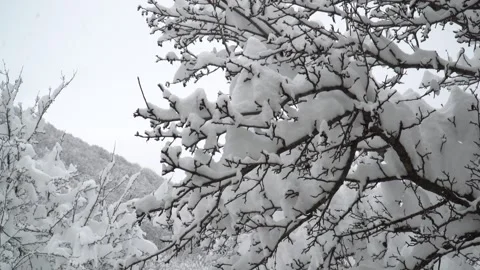 Tree branches against the background of snowfall. Flakes of snow falling Video stock 263057943