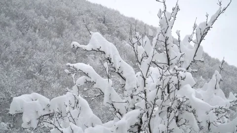 Tree branches against the background of snowfall. Flakes of snow falling Stock-Footage 263058018