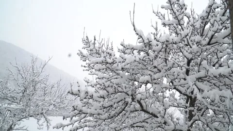 Tree branches against the background of snowfall. Flakes of snow falling Video stock 263058100