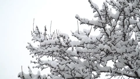 Tree branches against the background of snowfall. Flakes of snow falling Stock-Footage 263058308