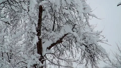 Tree branches against the background of snowfall. Flakes of snow falling Vídeos de archivo 263058823