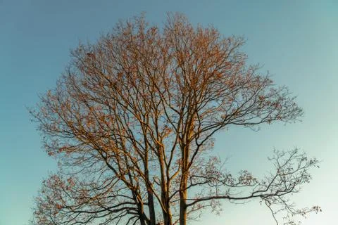 Tree branches against a blue cloudless sky Stock Photos