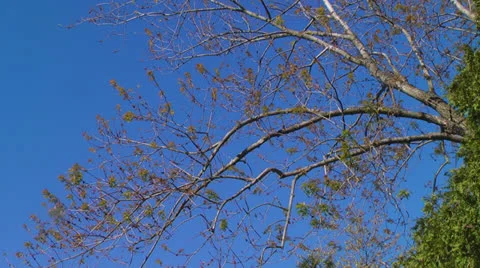 Tree branches against a blue sky Video stock 23052341