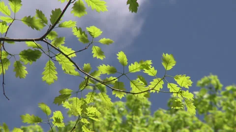 Tree branches against blue sky (2 of 2) Video stock 32030558