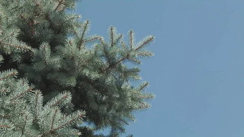 Tree Branches against the Blue Sky Stock Footage 72388362