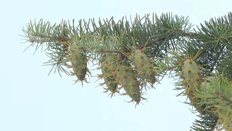 Tree Branches against the Blue Sky Stock Footage 72388398