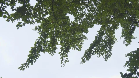 Tree branches against the blue sky Stock Footage 128861893