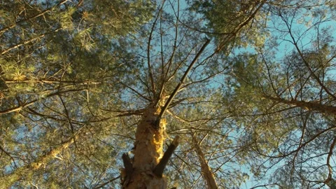 Tree branches against blue sky background. Vidéo 131733541