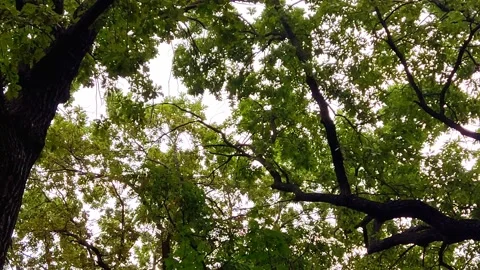 Tree branches against the blue sky Stock-Footage 159267535