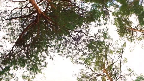 Tree branches against the blue sky. Spring. Bottom view. Stock Footage 183505671
