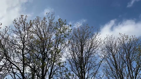 Tree branches against the blue sky and clouds Stock Footage 239671975